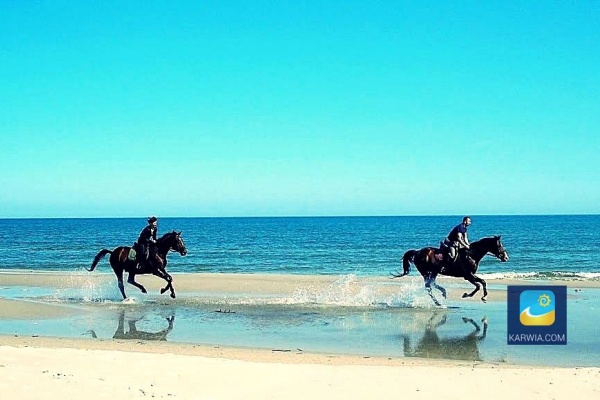 Jazda konna po plaży. Stadninę koni z pięknymi Trakenami znajdziecie między innymi w Białogórze k. Dębek.